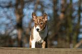 BASENJI 124